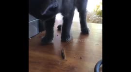 Cat vs. catapiller