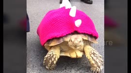 Grandfather walks giant tortoise in cute sweater