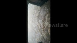 Five gritty elephants swim to escape watery grave in India