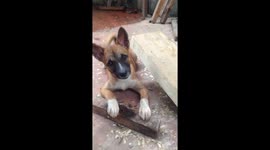 My dog enjoying his stick