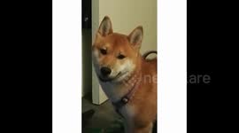 Smiling cute Shiba inu puppy dog