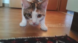 Camera-shy puss charges at nosy owner filming her