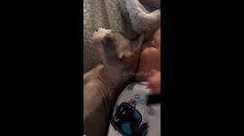 Sphinx Cat sucks on Baby's Head