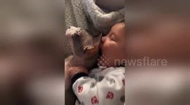 Baby sucks on Sphynx cat's head