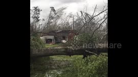 Trees downed in Panama City neighborhood after Hurricane Michael
