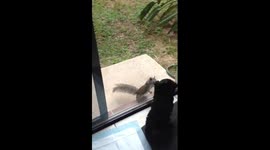 Cute toy poodle wants to kiss the squirrel through the glass