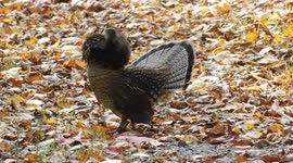 Wild Grouse Strutting his stuff
