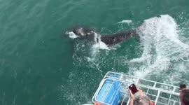 Great white shark soaks tourists on boat