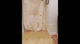 Dog doesn't quite react to #whatthefluff challenge