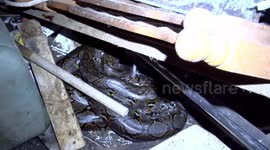 Huge python found in woman's spare room