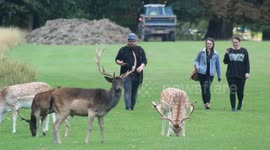A herd of Deer living within a city