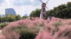 Selfie-mad tourists in China destroy rare pink grass field