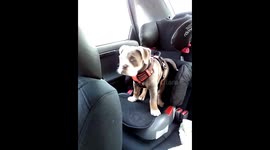12-week-old bulldog can't fit in her old booster seat
