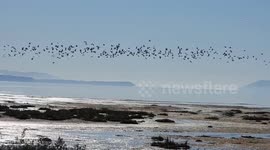 Birdlife on the bay