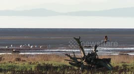 Northern harrier on driftwood
