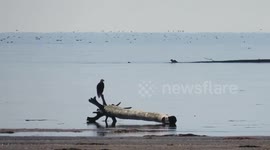 Bald eagle and seal friends