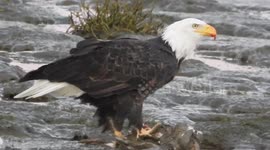 Bald eagle with snowgoose kill