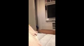 This is Panda, a cute corgi from Brazil, playing with our little daughter!
