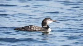 Beautiful loon on the bay