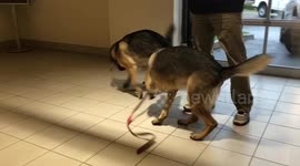 These two dogs are fascinated by their own shadow