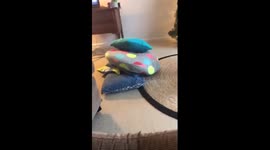 Best laugh ever