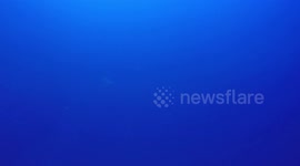 Diver meets hammerhead shark straight on scary