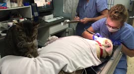 Cat comforts Labrador with tummy massage as he gets teeth cleaned