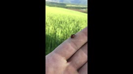 ladybug take off