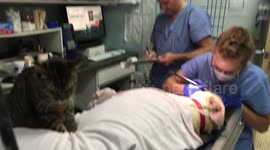 Cat comforts Labrador with tummy massage as he gets teeth cleaned