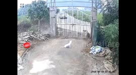 Dogs flee as out-of-control SUV demolishes house gate