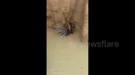 Rescuers save porcupine from drowning in watery pit