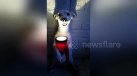 This Jack Russel holding a torch looks terrifying