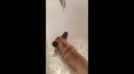 Baby frenchie got his first bath