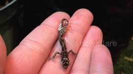 Watch the amazing moment a tiny baby chameleon takes its first breath