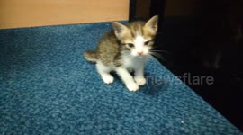 Kittens' miraculous survival after spending a week trapped in a car