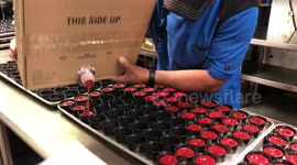 Kitchen worker fills 70 ketchup pots in a matter of seconds