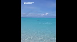 DOLPHIN Follows DOG to Beach, Turks & Caicos