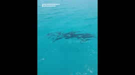 DOLPHIN Swims and Plays with TOURISTS in Turks & Caicos