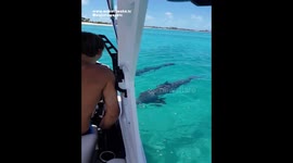DOLPHINS GLIDE Extremely FAST Under Boat