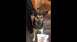 My dog loves yogurt
