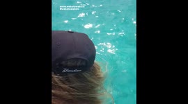 TOURISTS SWIM with DOLPHIN in Crystal Clear Water
