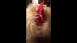 Cotton the rooster runs into camera