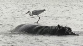 Hippo drenches heron using it as perch