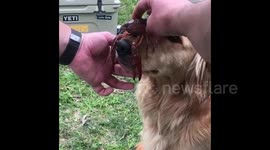 Golden Retriever balances crawfish on his nose