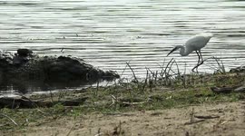 Daring bird quickly grabs a snack next to crocodile's nose
