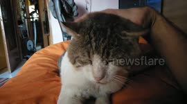 Cat enjoy massage