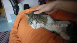 Cat face massage