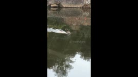Stag on the loose in Exeter spotted taking a dip