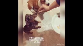 Corgi and Dachshund do the invisible treat challenge