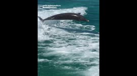 DOLPHIN SURFING and JUMPING Behind Boat